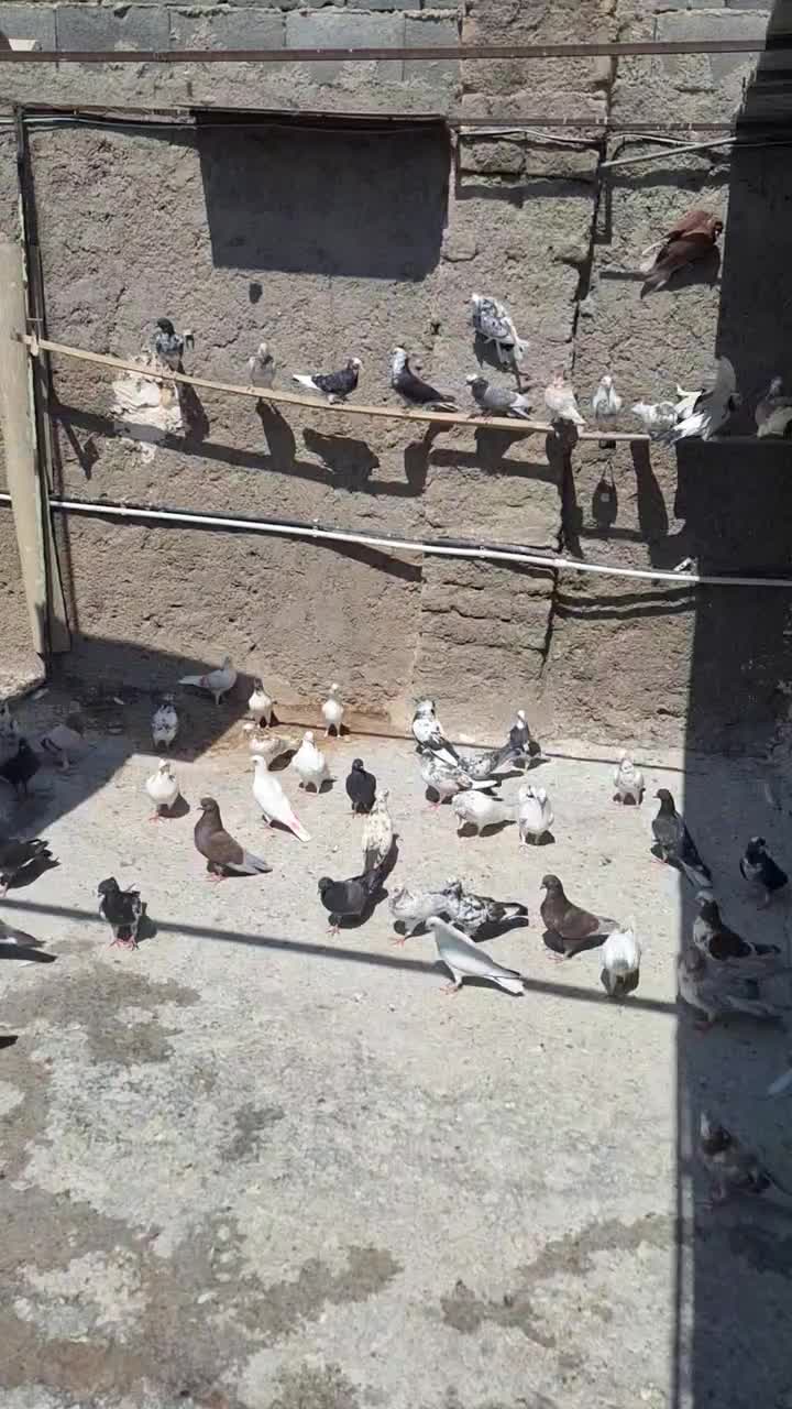 کبوتر|پرنده|ساوه, |دیوار