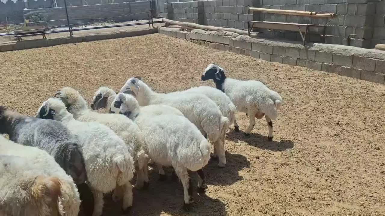 30 راس بره قویینی|حیوانات مزرعه|اصفهان, سرشبادران|دیوار