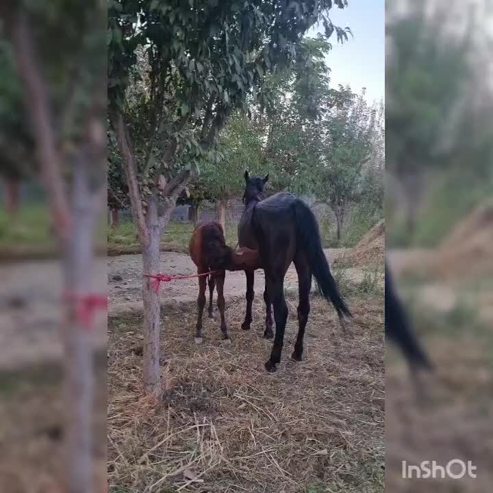 اسب|اسب و تجهیزات اسبسواری|ورامین, ورامین|دیوار