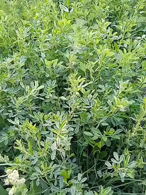 یونجه خشک|لوازم جانبی حیوانات|سربیشه, |دیوار