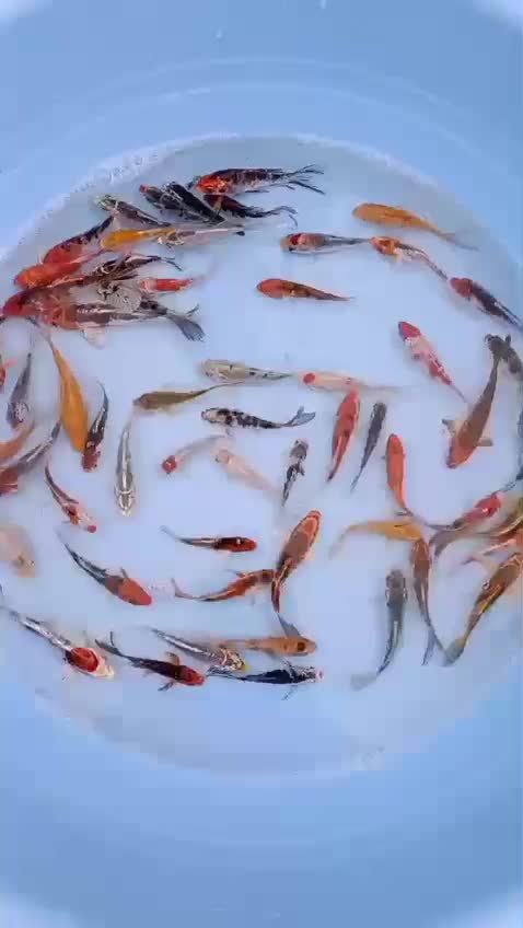 ماهی|ماهی|رشت, شهرک الغدیر|دیوار