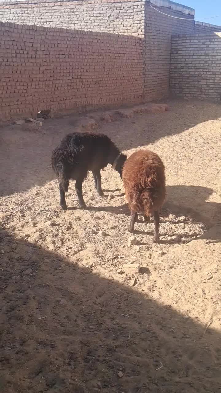 بره قوچ همو|حیوانات مزرعه|سلیمان, |دیوار