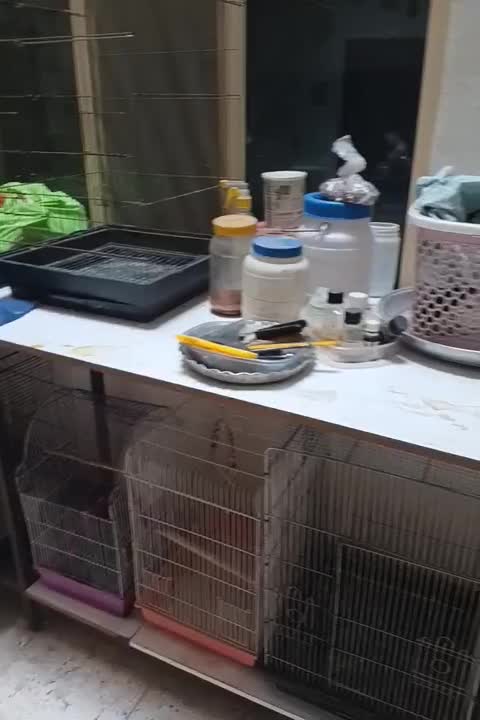 قفس پرنده|لوازم جانبی حیوانات|اسلام‌شهر, زرافشان|دیوار