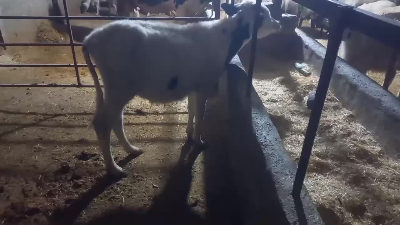 باسلام  یک عدد گوساله نر سیمینتال|حیوانات مزرعه|قلعه شاهین, |دیوار