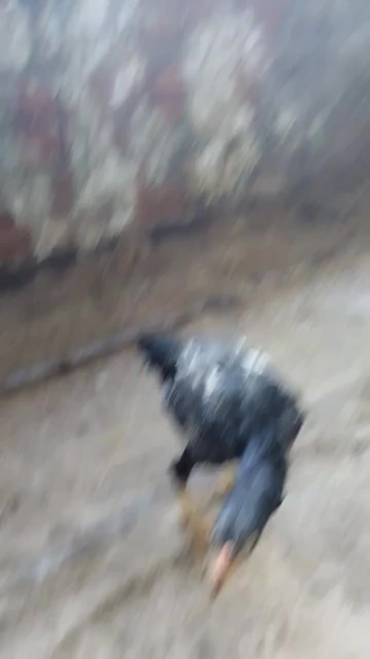 جوجه لاری|حیوانات مزرعه|بهشهر, |دیوار