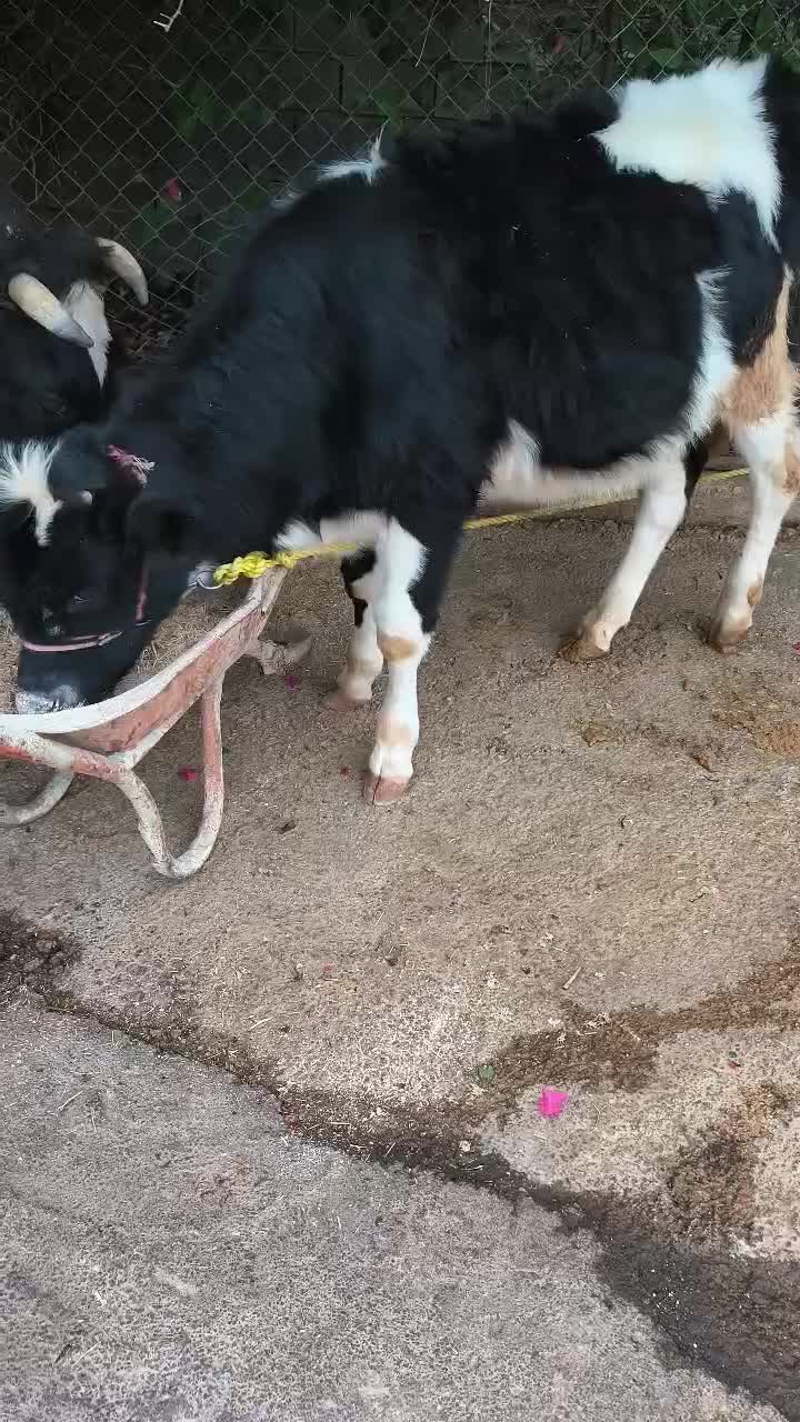 گوساله نر|حیوانات مزرعه|اندیکا, |دیوار