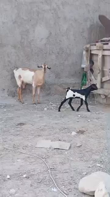 بز دوکهری|حیوانات مزرعه|بندرلنگه, |دیوار