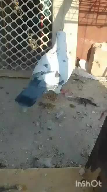 ساعت ک ف ت ر آ ل ما نی نر بشرط|ساعت|میبد, |دیوار