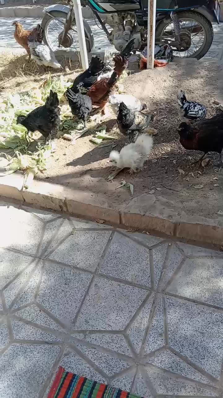 مرغ زینتی 5 ماهه|حیوانات مزرعه|جغتای, |دیوار