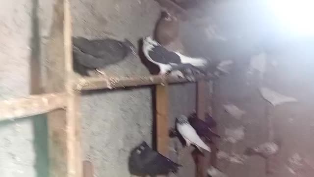 کبوترپرشی|پرنده|نوشهر, |دیوار