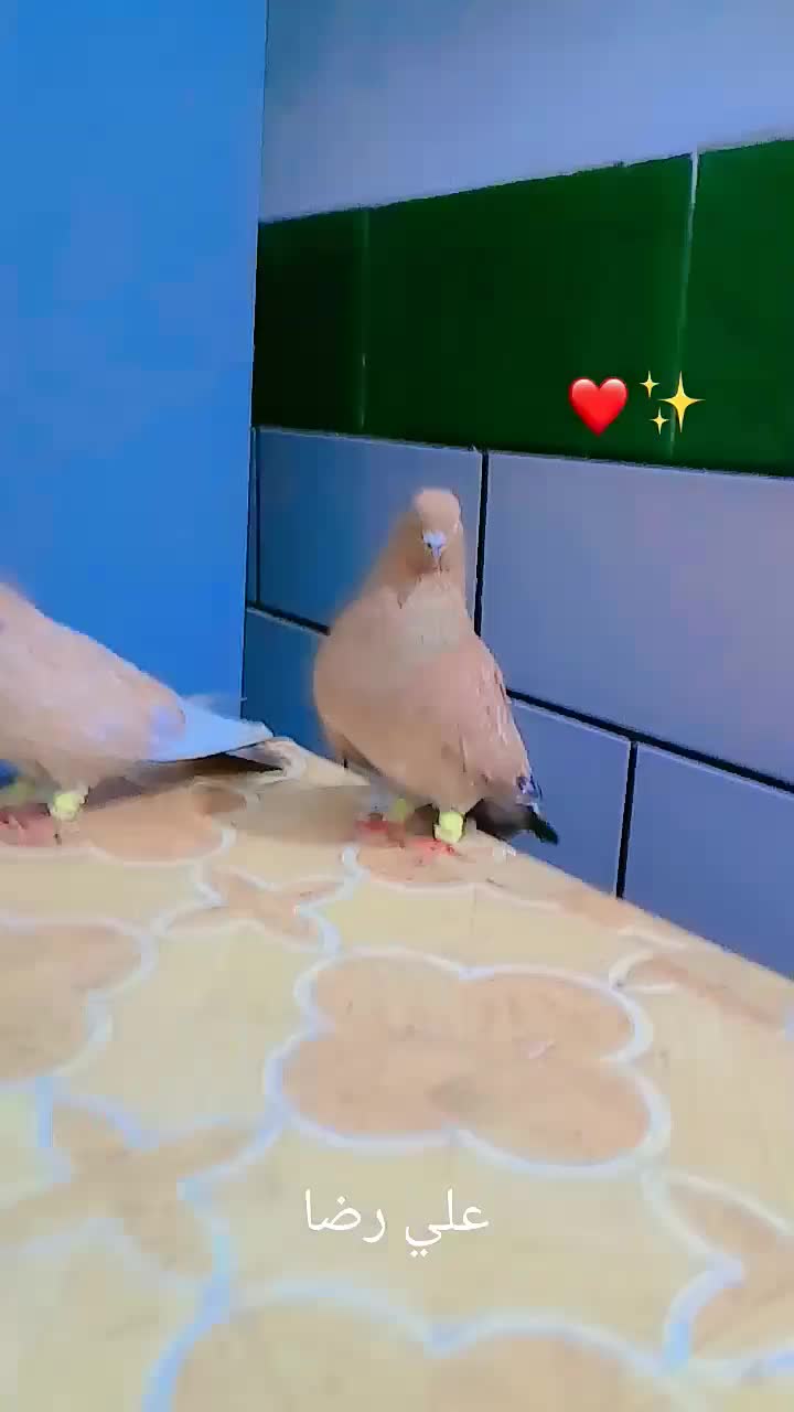 کله ای|پرنده|بندر ماهشهر, |دیوار