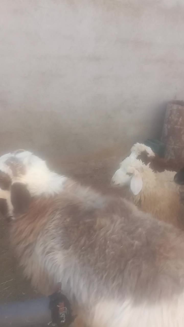 قوچ بذری|حیوانات مزرعه|پاسارگاد, |دیوار