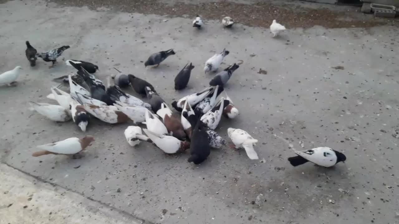 کبوتر سینه وتک پر وطوقی|پرنده|فاضل آباد, |دیوار