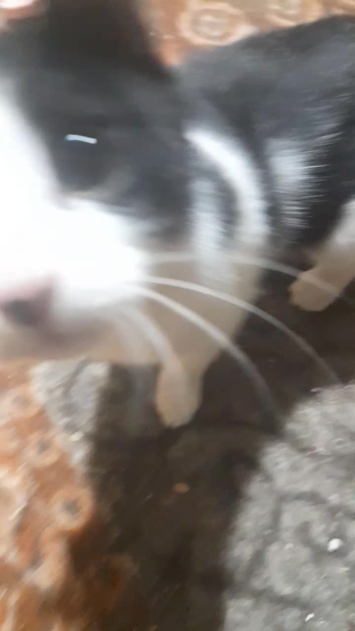 واگذاری رایگان بچه گربه|گربه|مراغه, |دیوار