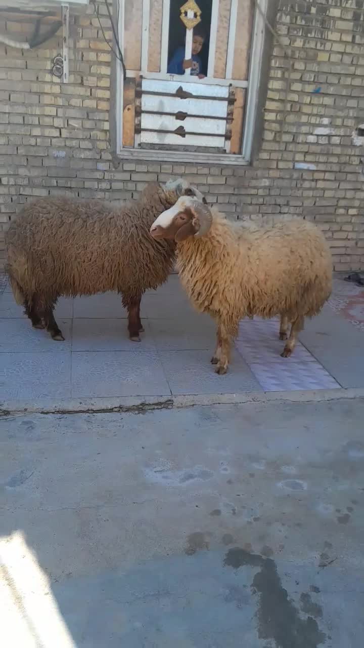 اهواز|حیوانات مزرعه|سوسنگرد, |دیوار