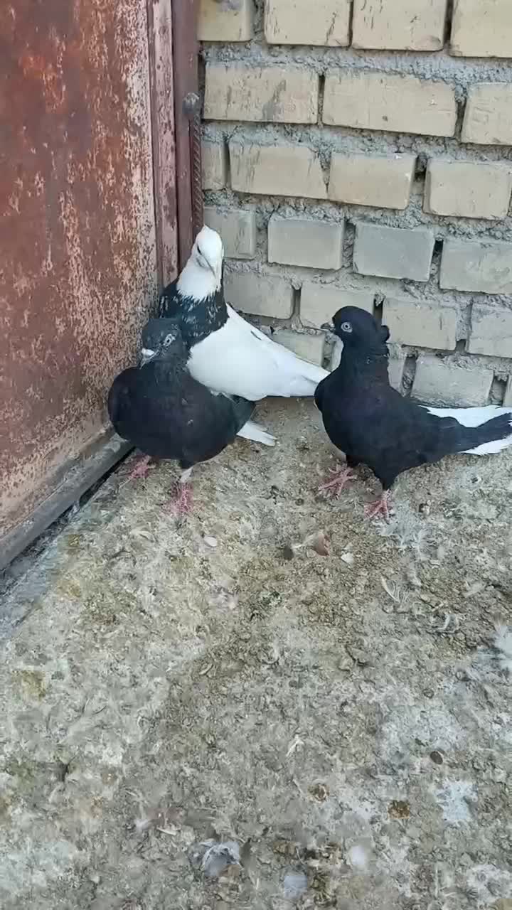 سه تا نر عالی|پرنده|بهبهان, |دیوار