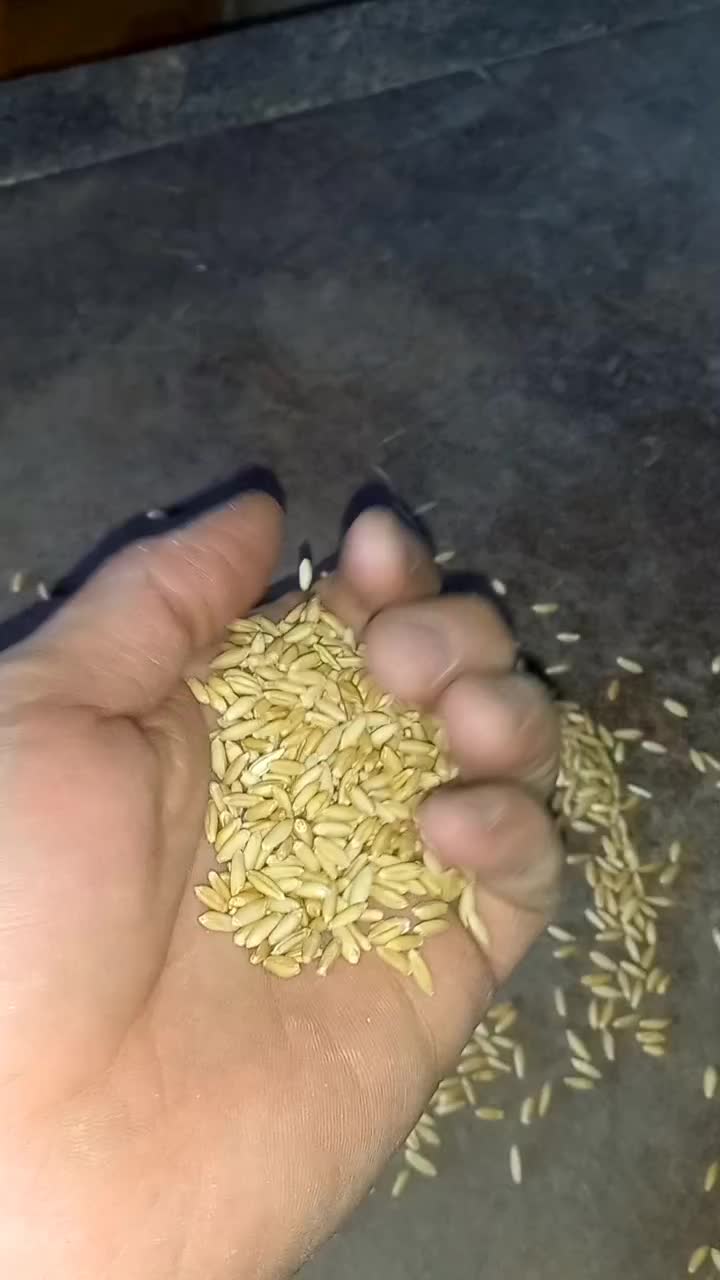 گندم تمیز هشترود|خوردنی و آشامیدنی|هشترود, |دیوار