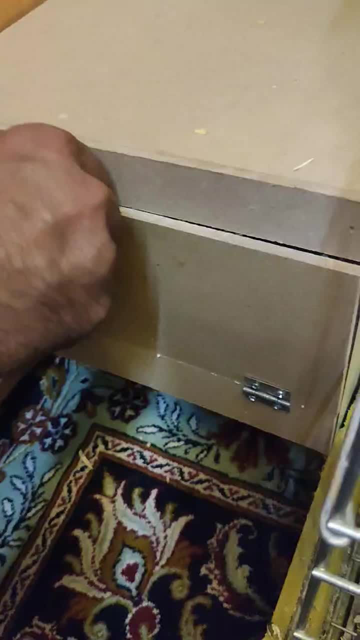 طوطی نروماده|پرنده|اصفهان, فروردین|دیوار