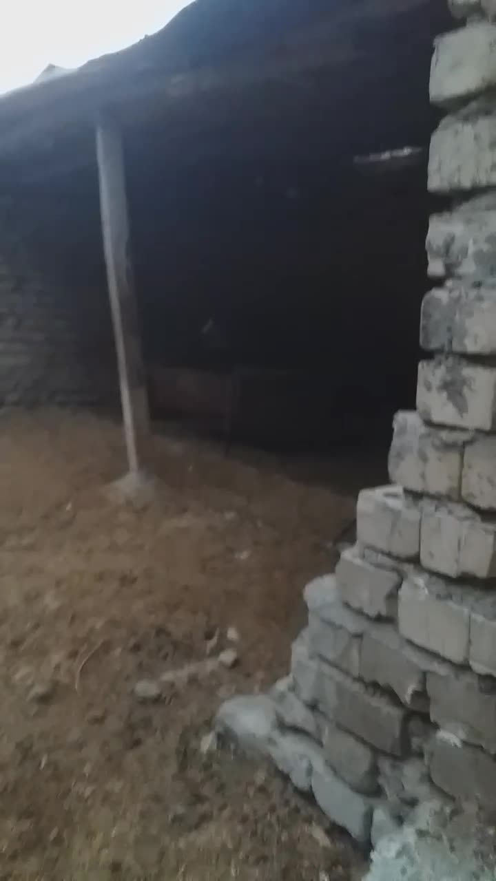 واگذاری پاکوتاه ماده|سگ|علی‌آباد کتول, |دیوار