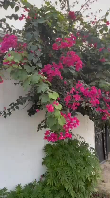 ویلا نارنجستان در بام بابل|اجارهٔ کوتاهمدت ویلا و باغ|گلوگاه بابل (گلیا), |دیوار