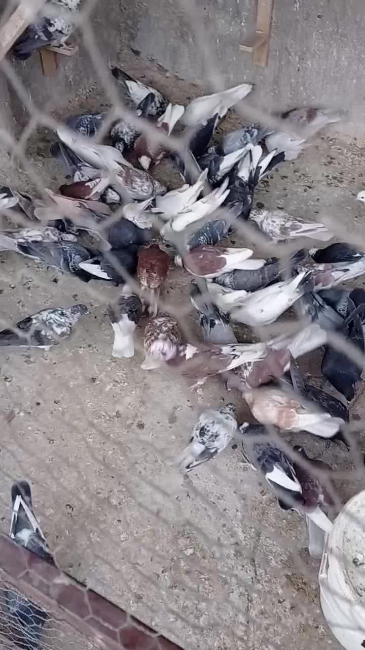 کبوتر. رنگی|پرنده|اردکان, |دیوار