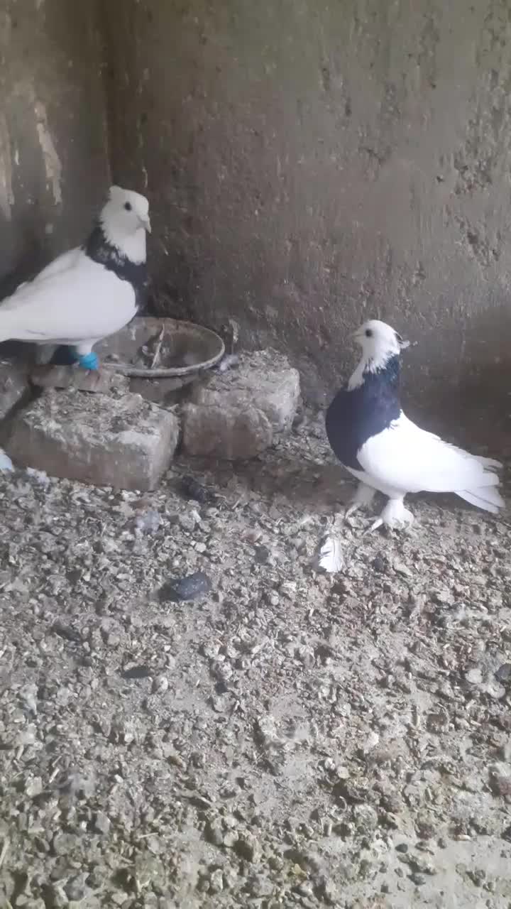 جفت طوقی قشنگ فروشی|پرنده|بردسکن, |دیوار