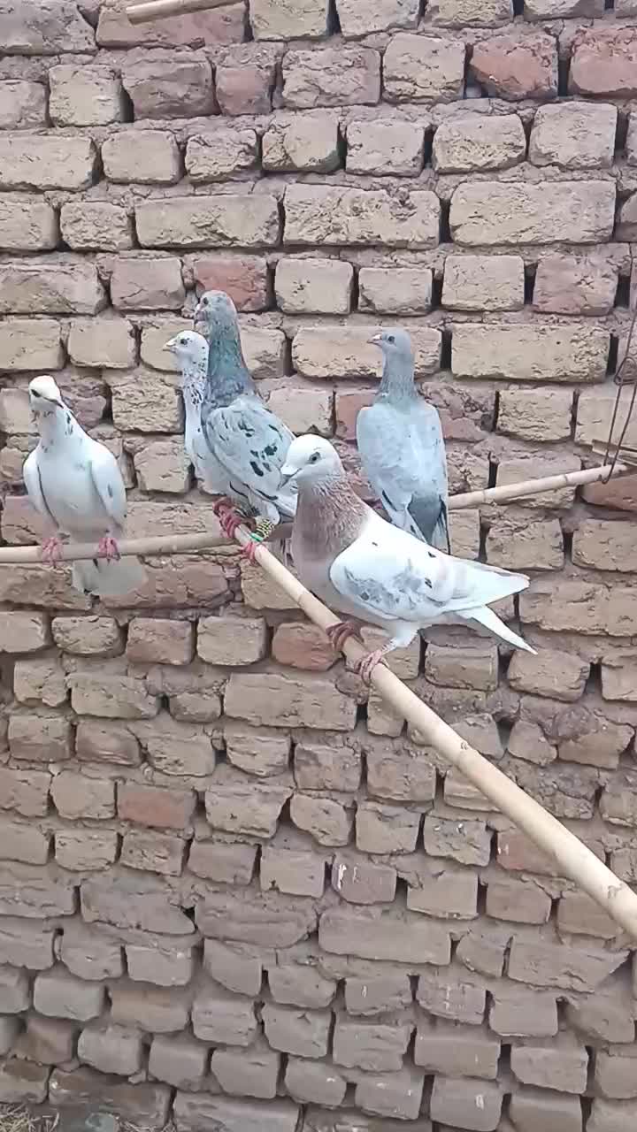 کبوتر|پرنده|کوهین, |دیوار