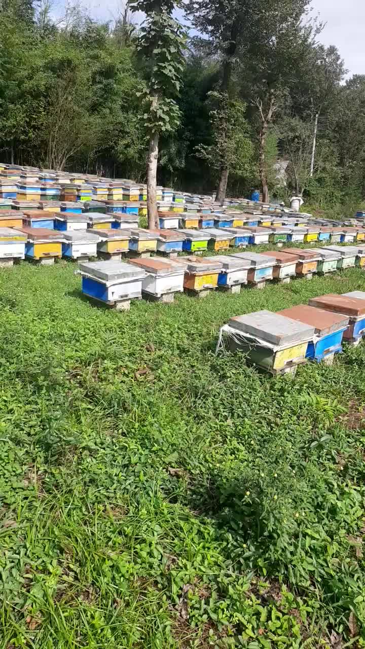 عسل طبیعی و تغذیه ژل رویال گرده گل، کره محلی|خوردنی و آشامیدنی|اردبیل, |دیوار