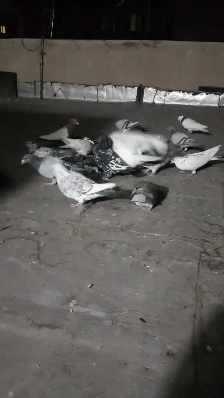 کبوتر‌ مفت|پرنده|تهران, امیر بهادر|دیوار