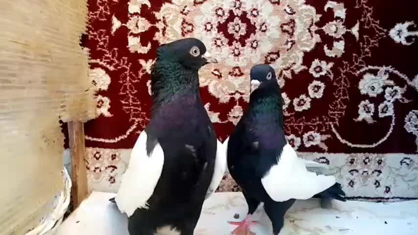 کله سیا|پرنده|کرمان, |دیوار