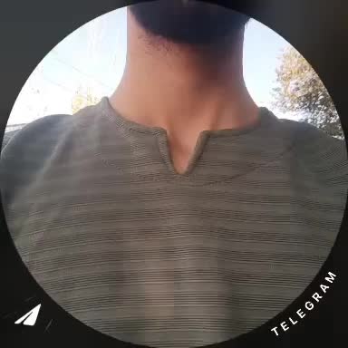 توله سگ اشپیتز|سگ|لولمان, |دیوار