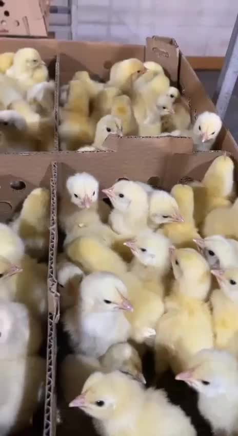 جوجه گوشتی راس308|حیوانات مزرعه|بیرجند, |دیوار