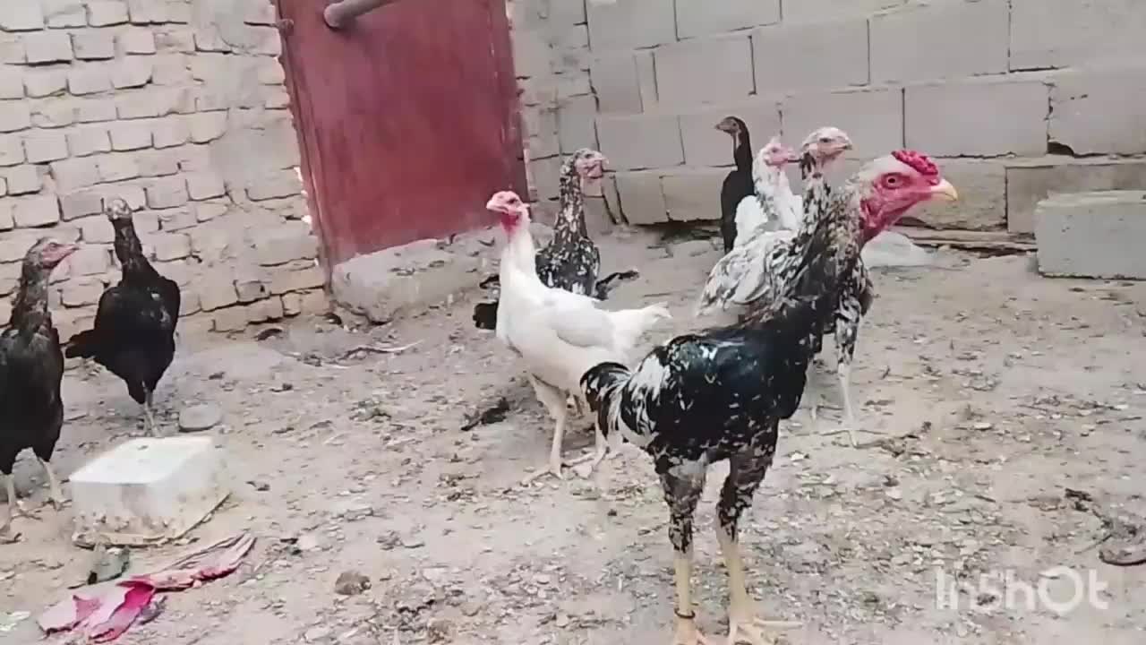 خروس و ماکیان سراوان|حیوانات مزرعه|سراوان, |دیوار