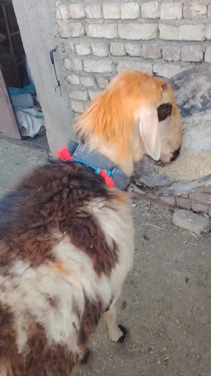 قوچ پلنگی|حیوانات مزرعه|شهرکرد, |دیوار