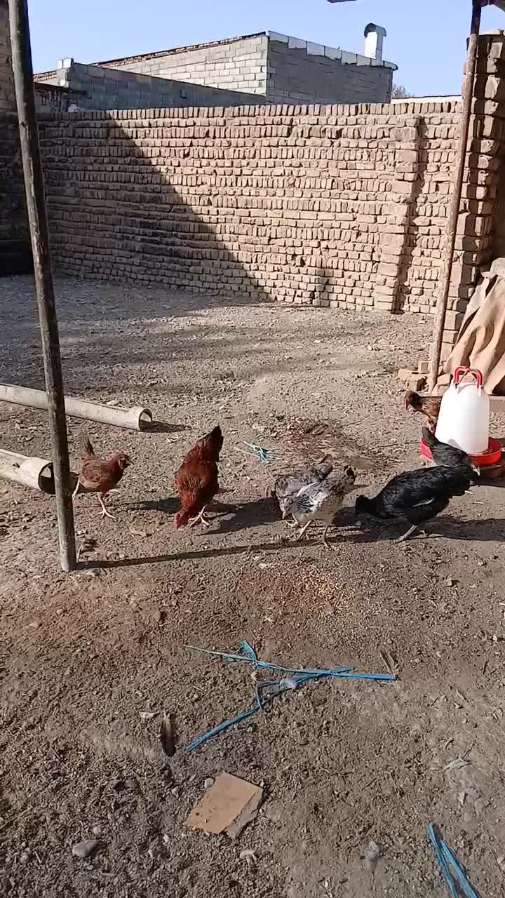 گلین در همه سنین.خروس گلپایگانی. مرغ.بوقلمون|حیوانات مزرعه|محمدشهر, زیبادشت|دیوار