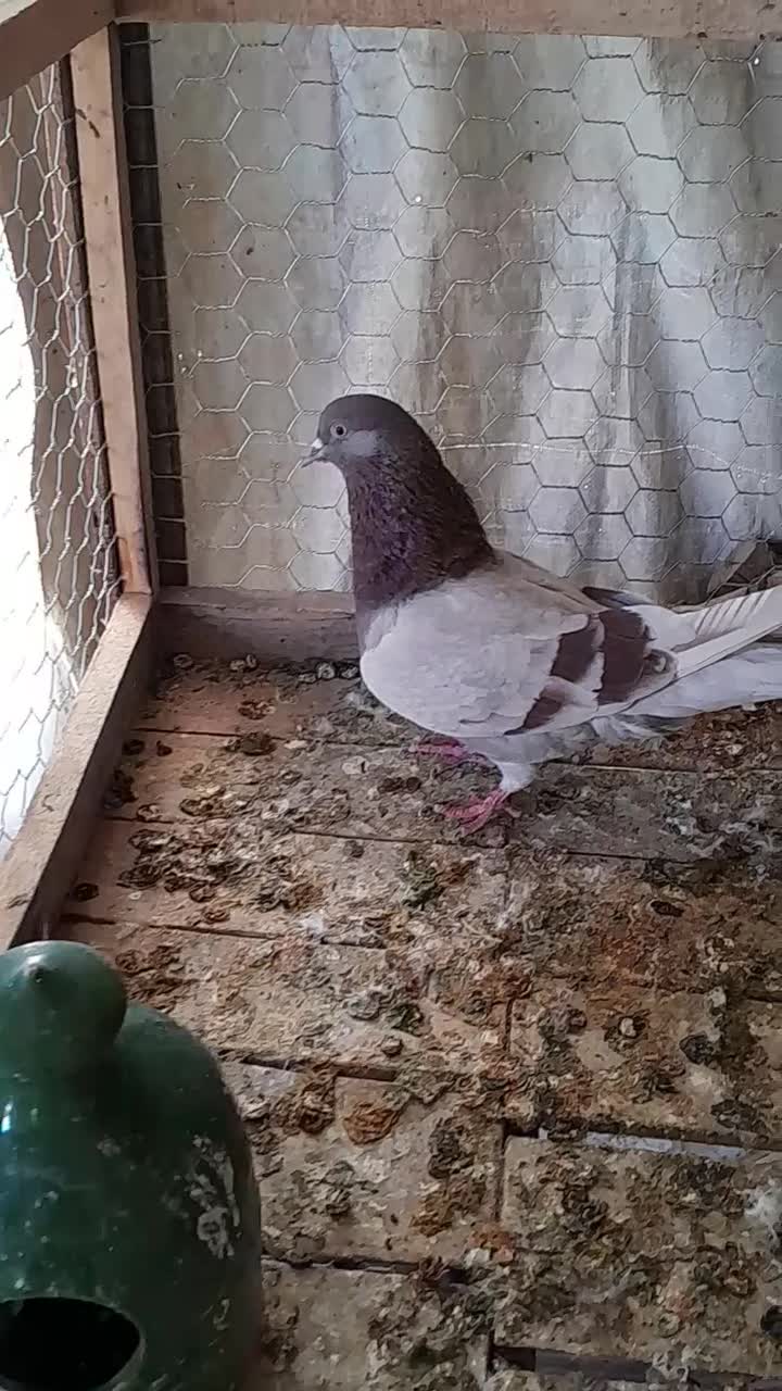 کات ماده|پرنده|سرپل ذهاب, |دیوار