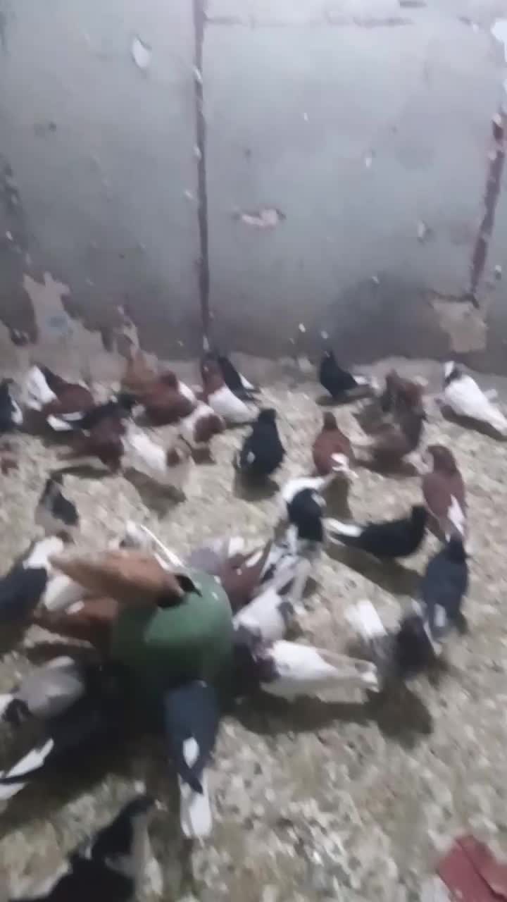 کفتر رنگی|پرنده|بندر ماهشهر, |دیوار