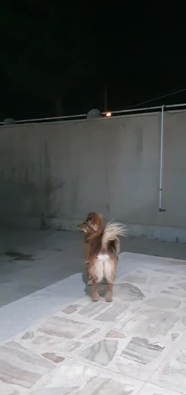 سگ خانگی|سگ|کرمانشاه, |دیوار