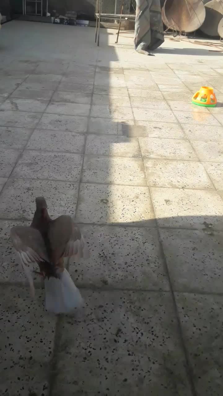 کفتر هفت رنگ دم سفیدوزرد دم سفیدجفت|پرنده|مشهد, امیر المومنین|دیوار