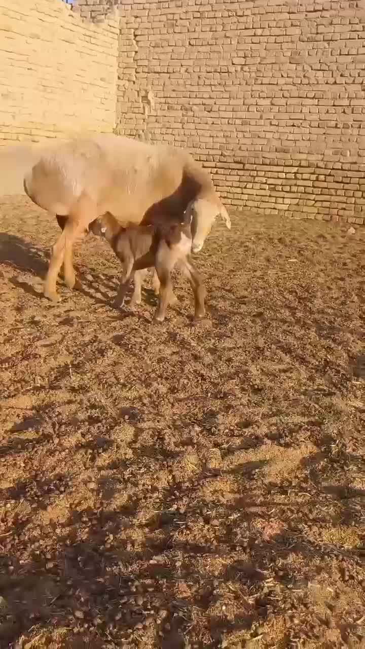 ۱۲ راس بره قوچی میش بره دار چینی قندوزی اصیل افغان|حیوانات مزرعه|قزوین, |دیوار