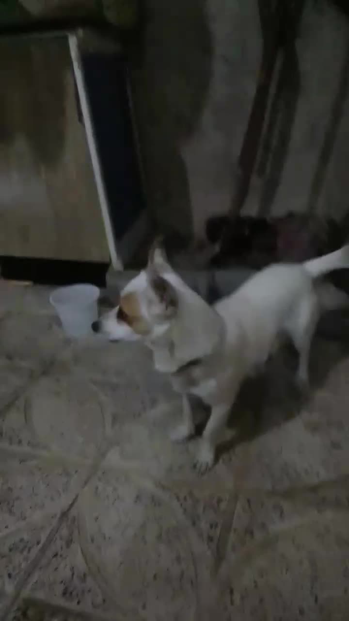 سگ پاکوتاه|سگ|شهریار, شهرک امیریه|دیوار