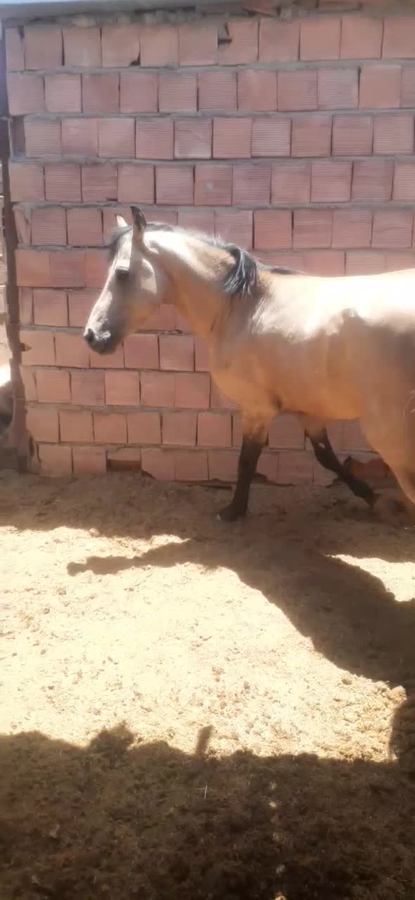 اسب|اسب و تجهیزات اسب‌سواری|زرند, |دیوار