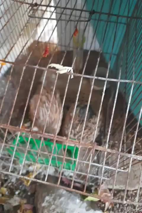 فروش بلدرچین|پرنده|شاهین دژ, |دیوار