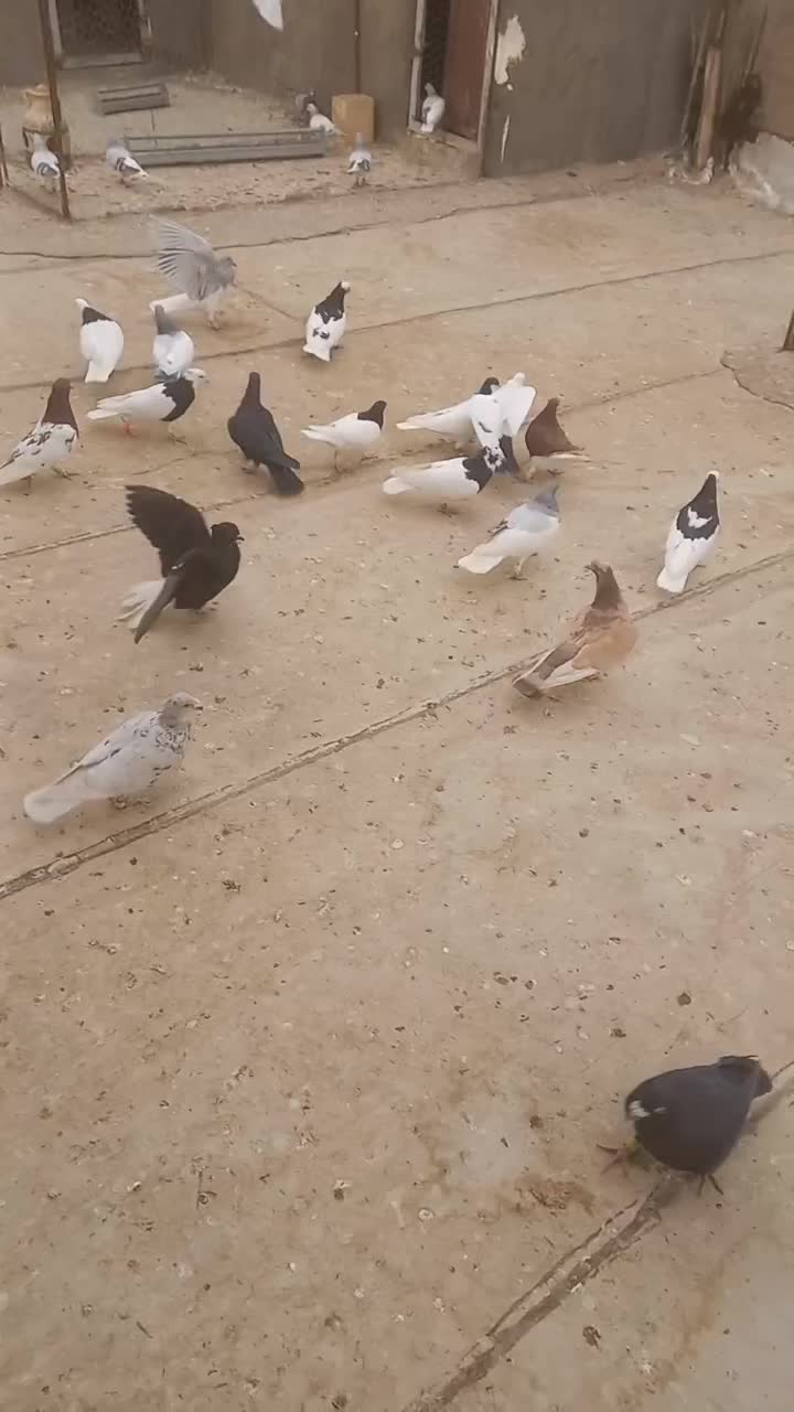 کبوتر پرشی نر|پرنده|شال, |دیوار