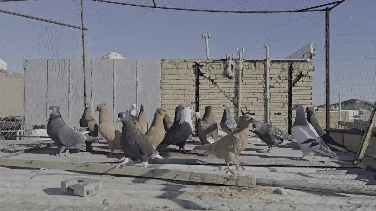 ۱۸ تا رنگی|پرنده|شیراز, شهرک مهدی‌آباد|دیوار