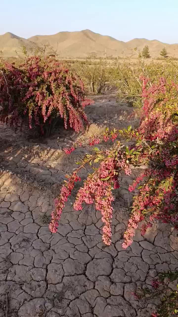 زرشک دونه اناری|گل و گیاه طبیعی|مشهد, مصلی (کارمندان اول)|دیوار