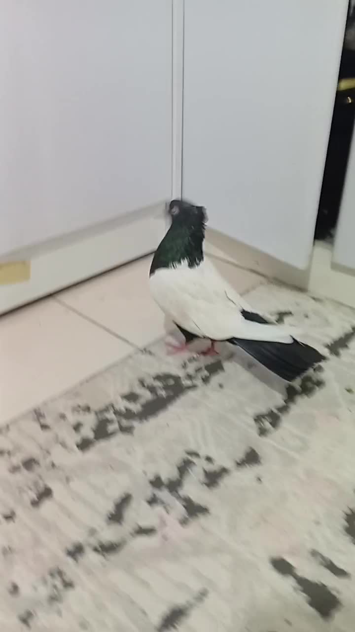 کفتر سینه سیاه و طوقی سرخ|پرنده|مشهد, انقلاب|دیوار