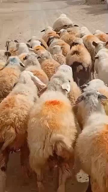 میش فروشی|حیوانات مزرعه|شیراز, شهرک دارایی|دیوار