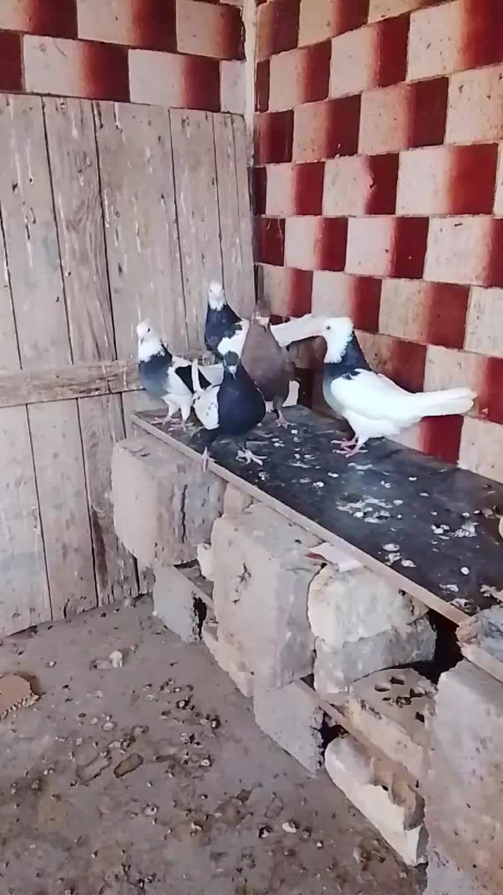 سوسنگرد مشروطه انتهای خیابان محمودی|پرنده|سوسنگرد, |دیوار