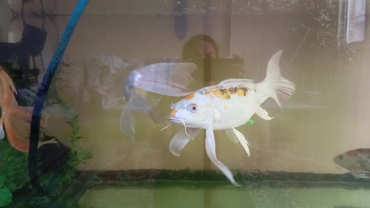 ماهی کوی|ماهی|مشهد, شهرآرا|دیوار